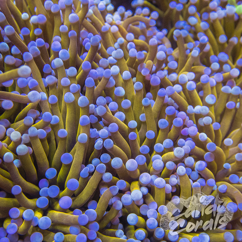 Blue Tip 24k Gold Torch