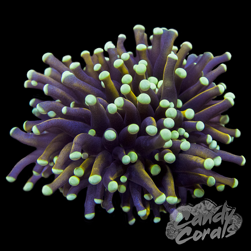 Ultra Gold White Tipped Indo Torch T2