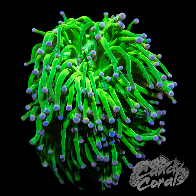 Mixed Blue & Pink Tipped Green Torch T10