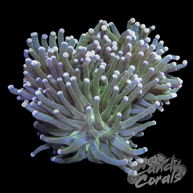 Pink Tipped Dark Green Torch T15