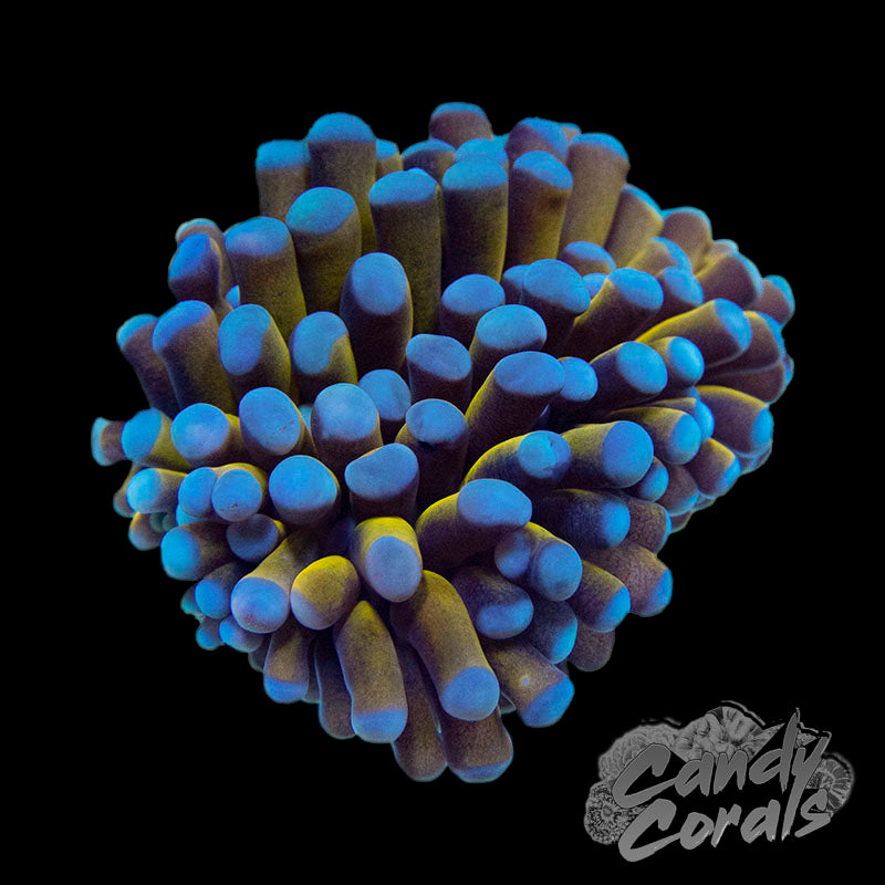 Aussie Gold Torches!