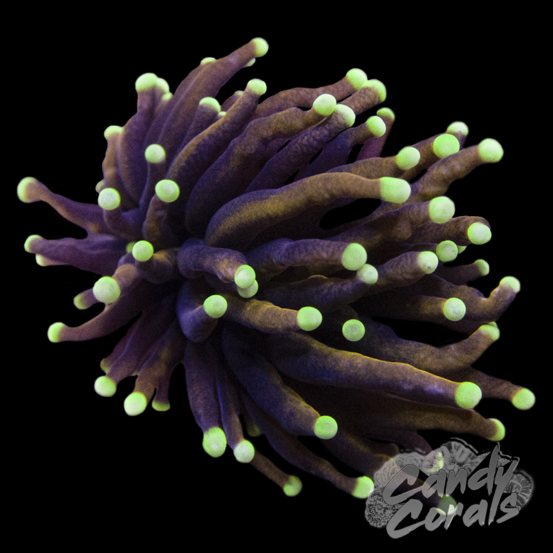 Ultra Gold White Tipped Indo Torch T2