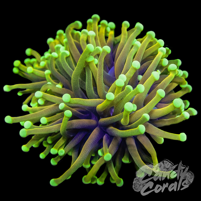 Candy Corals Hellfire Torch T1