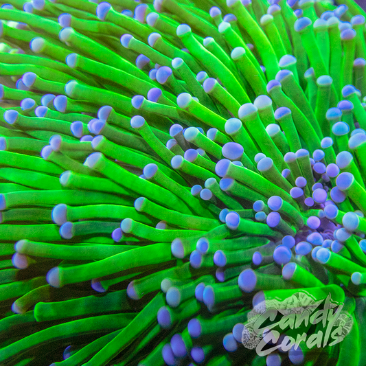 Blue Tipped Neon Green Torch