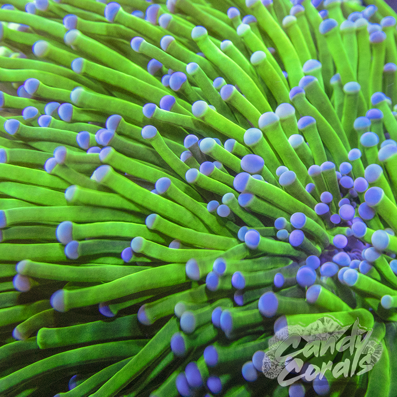 Blue Tipped Neon Green Torch T9