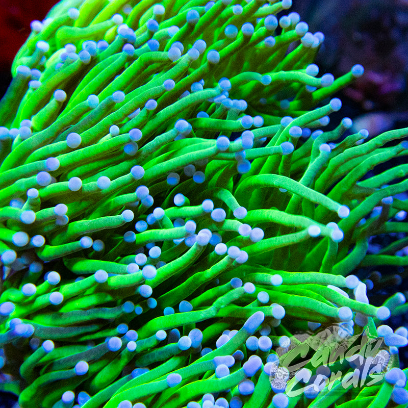 Blue Tipped Neon Green Torch T9