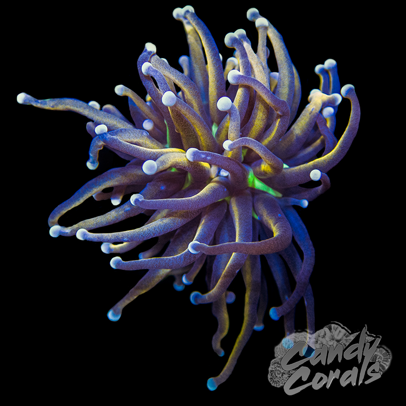 NY Knicks Ultra Torch