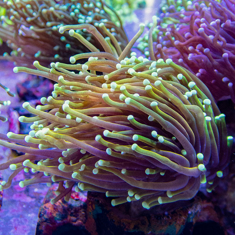 Dragon Soul Torch T4