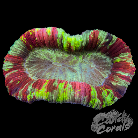 Ultra Rainbow Trachyphyllia WYSIWYG 9