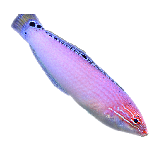 Triplespot Wrasse