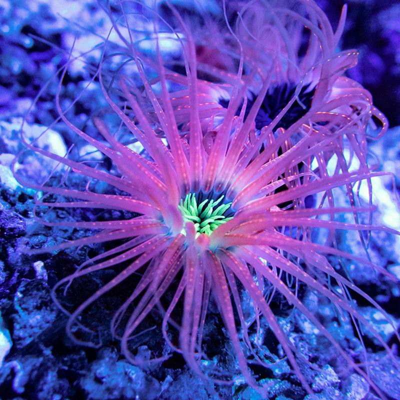Orange and Yellow Tube Anemone