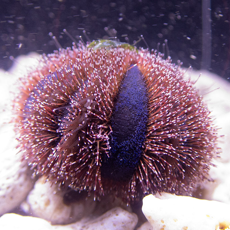 Red Tuxedo Urchin (Algae Destroyer)