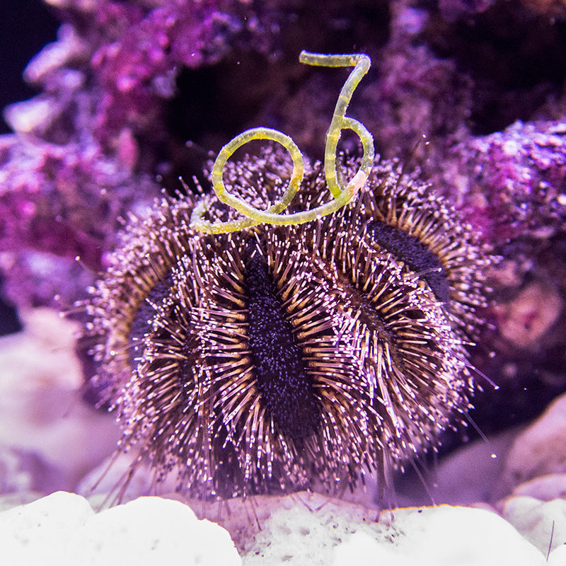 Blue Tuxedo Urchin Algae Destroyer Candy Corals