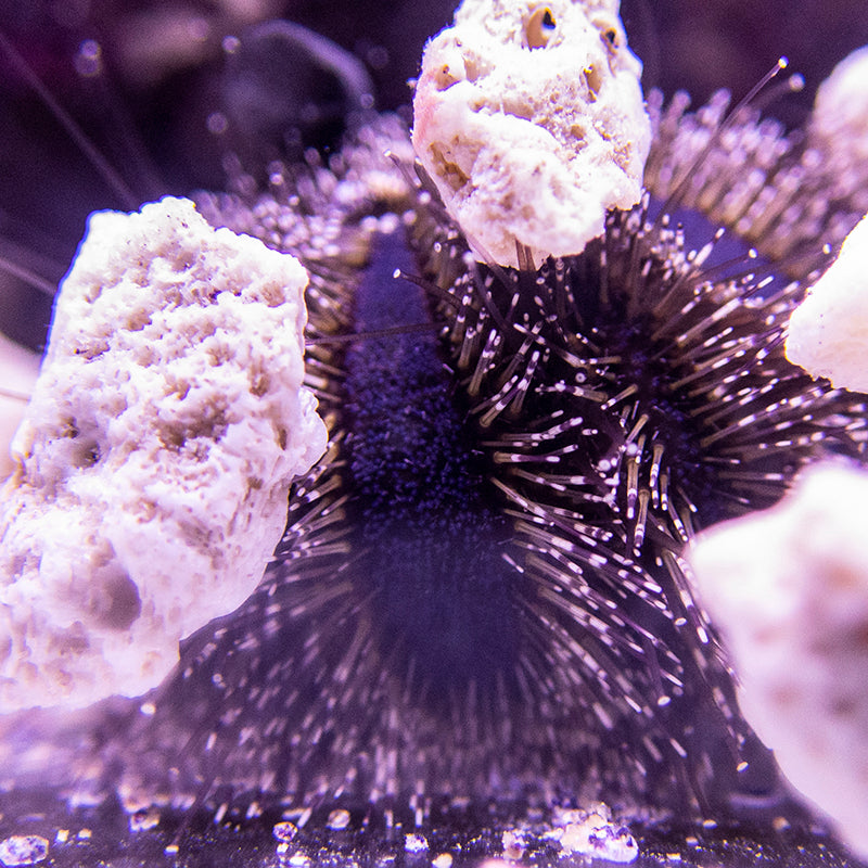 Blue Tuxedo Urchin Algae Destroyer
