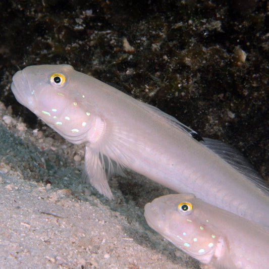 Blue Dot Sand Sifting Goby