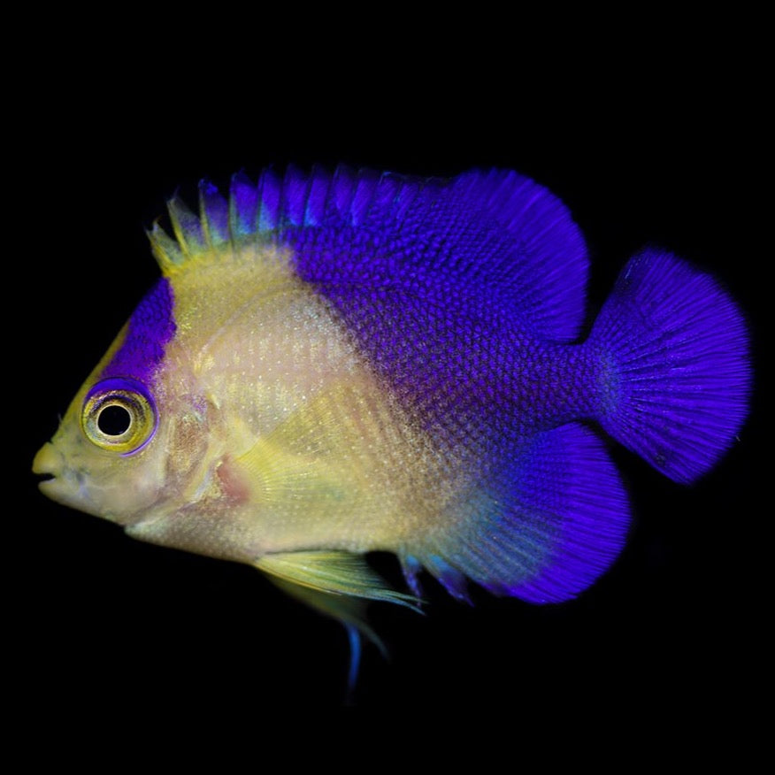 Captive Bred Juvenile Venustus Angelfish