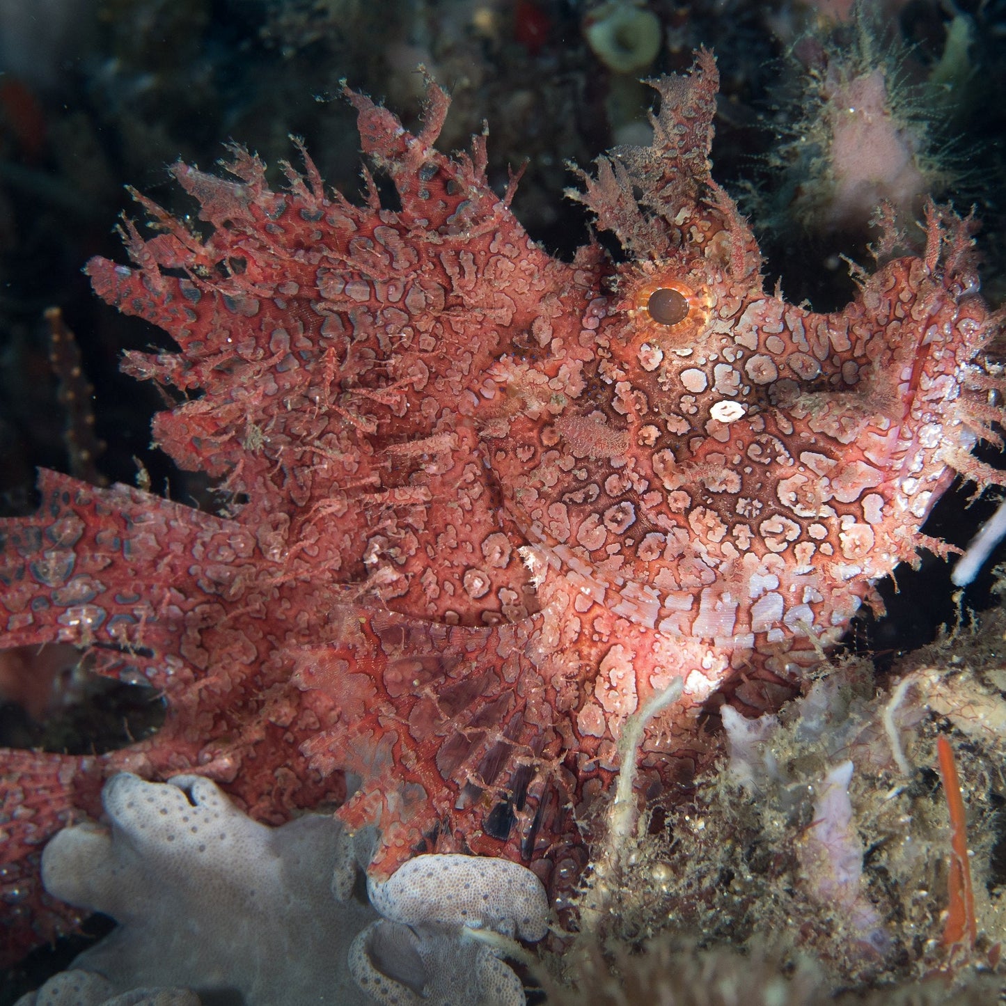 Pink/Red Rhinopias Frondosa Candy Corals