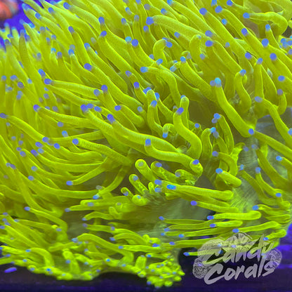 Super Bright Lemon Drop Ultra Elegance Coral Colony