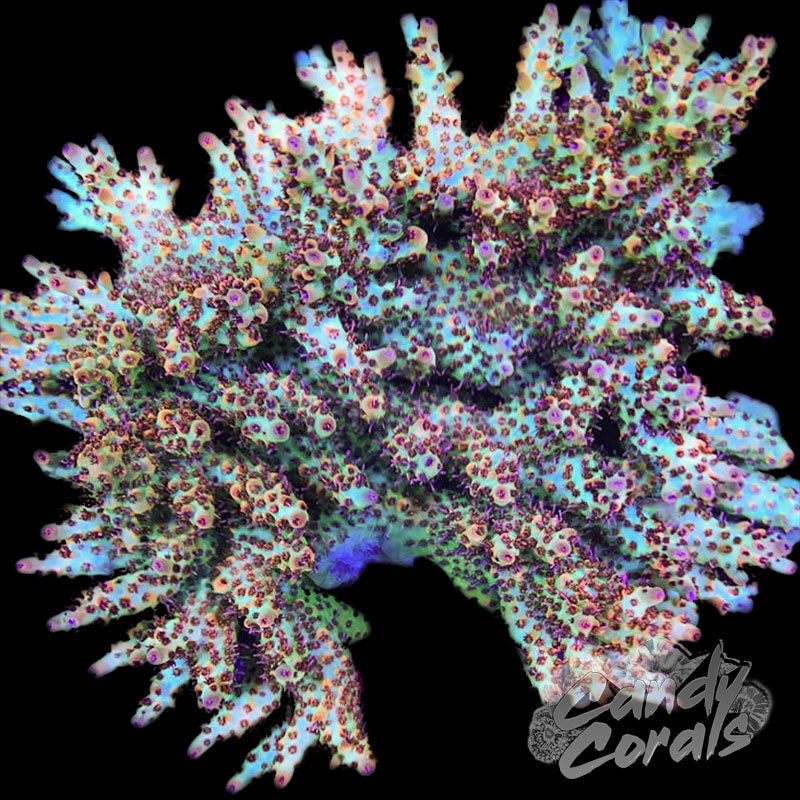 Blaze of Glory Acropora Sp. Frag
