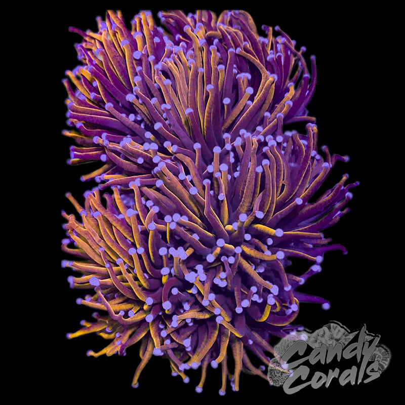 Blue Tipped Gold Indo Ultra Torch T9