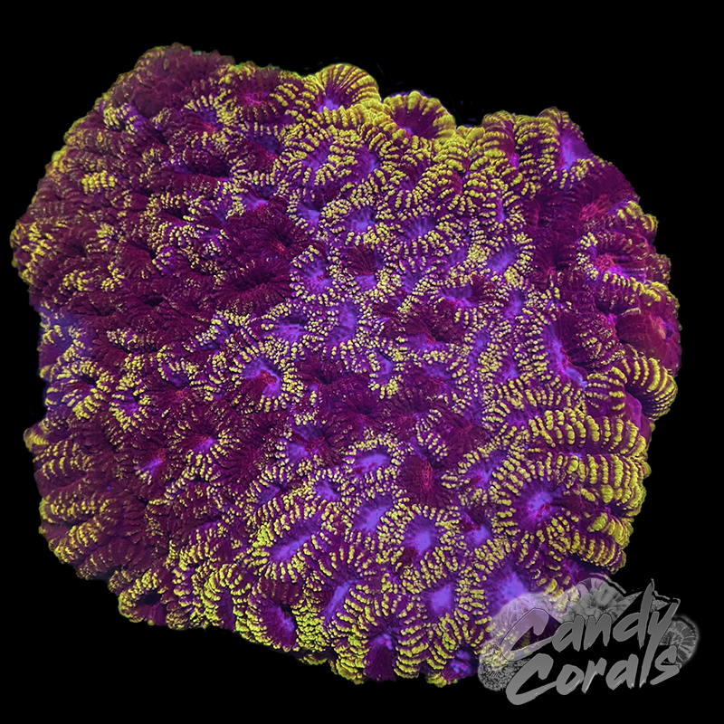 Red Submarine Favia Frag