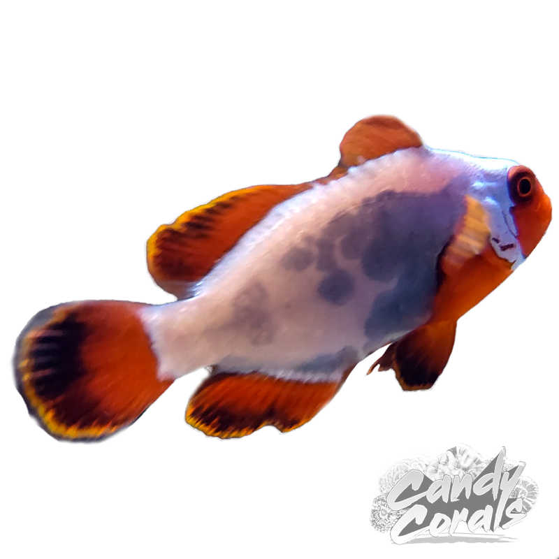 Captive Bred Thunder Maroon Clownfish