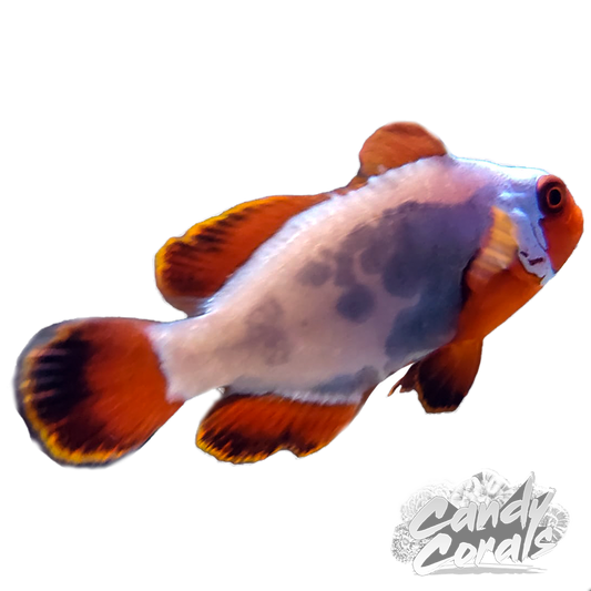 Captive Bred Thunder Maroon Clownfish