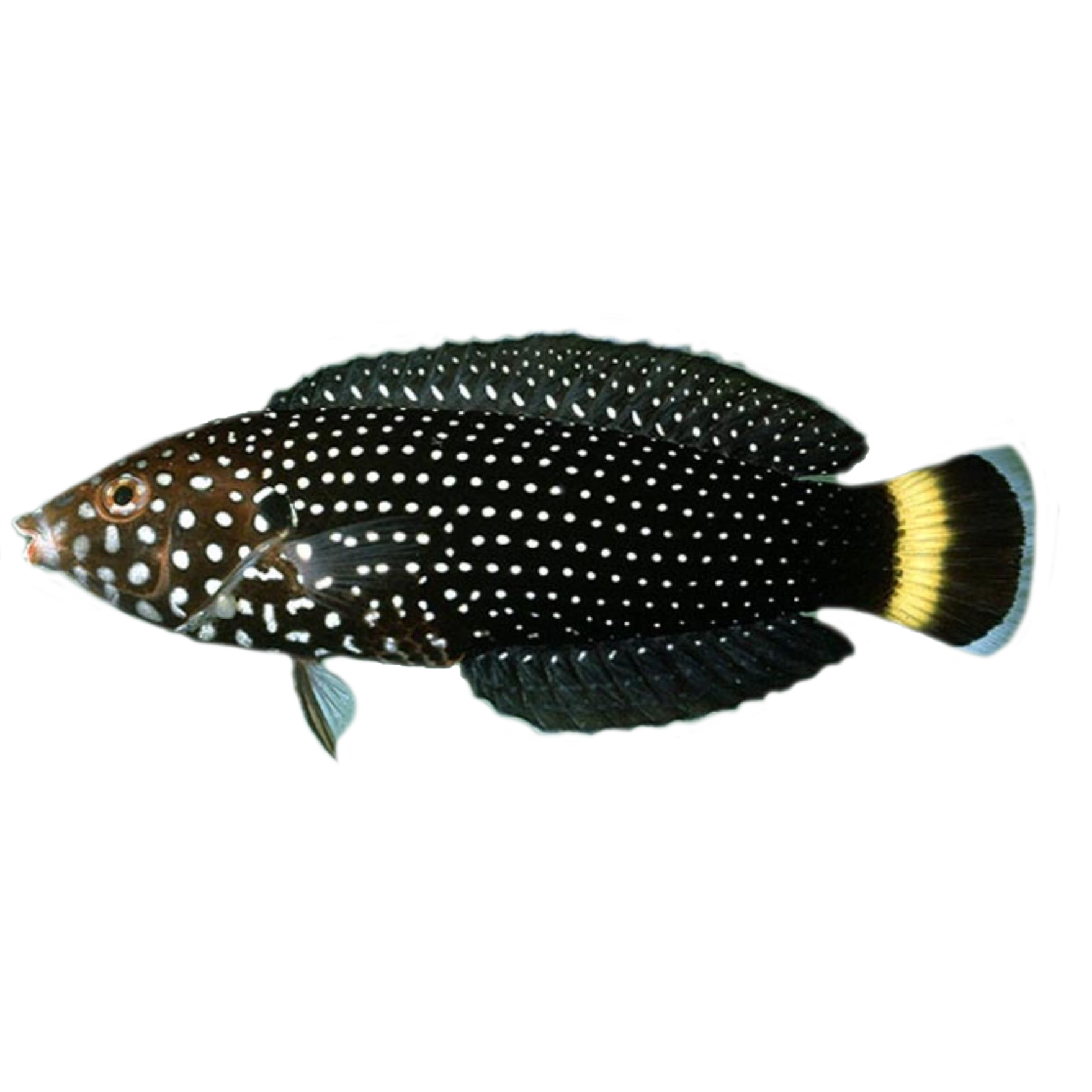 White Spotted Tamarin Wrasse