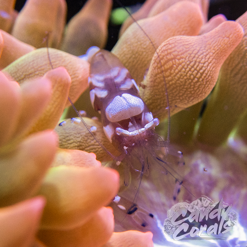 White Spot Anemone Shrimp