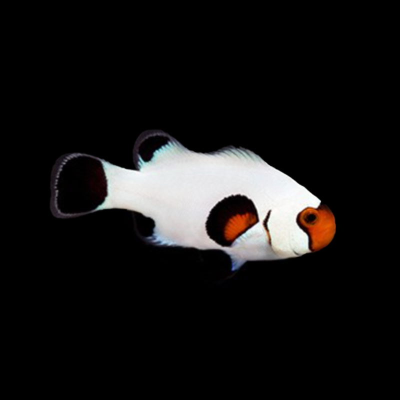 Wyoming White Oscellaris Clownfish