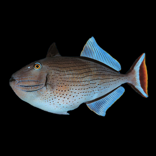 Linespot Triggerfish