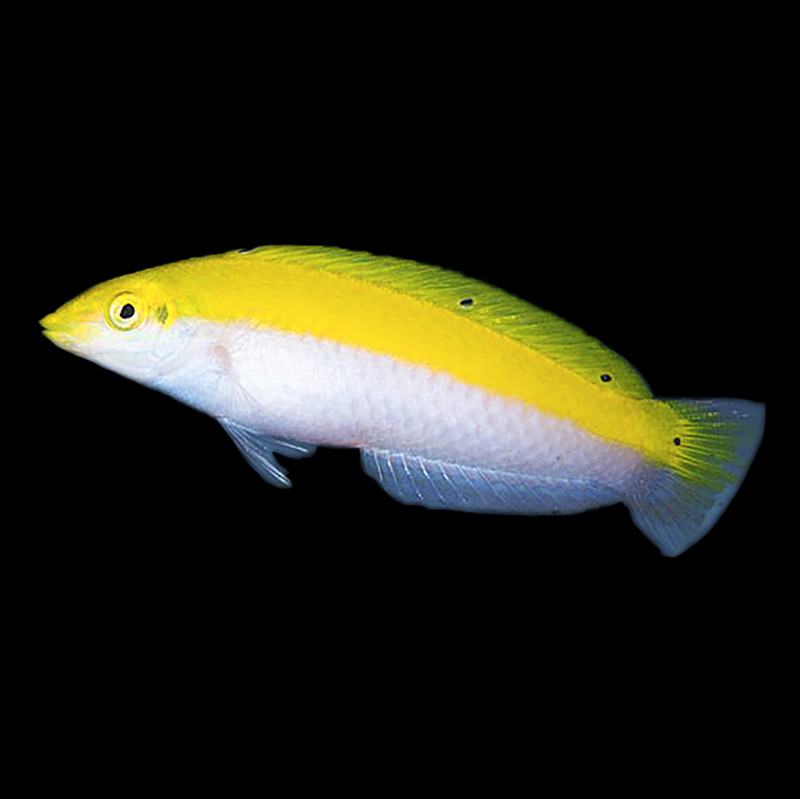 Yellow and Purple Wrasse