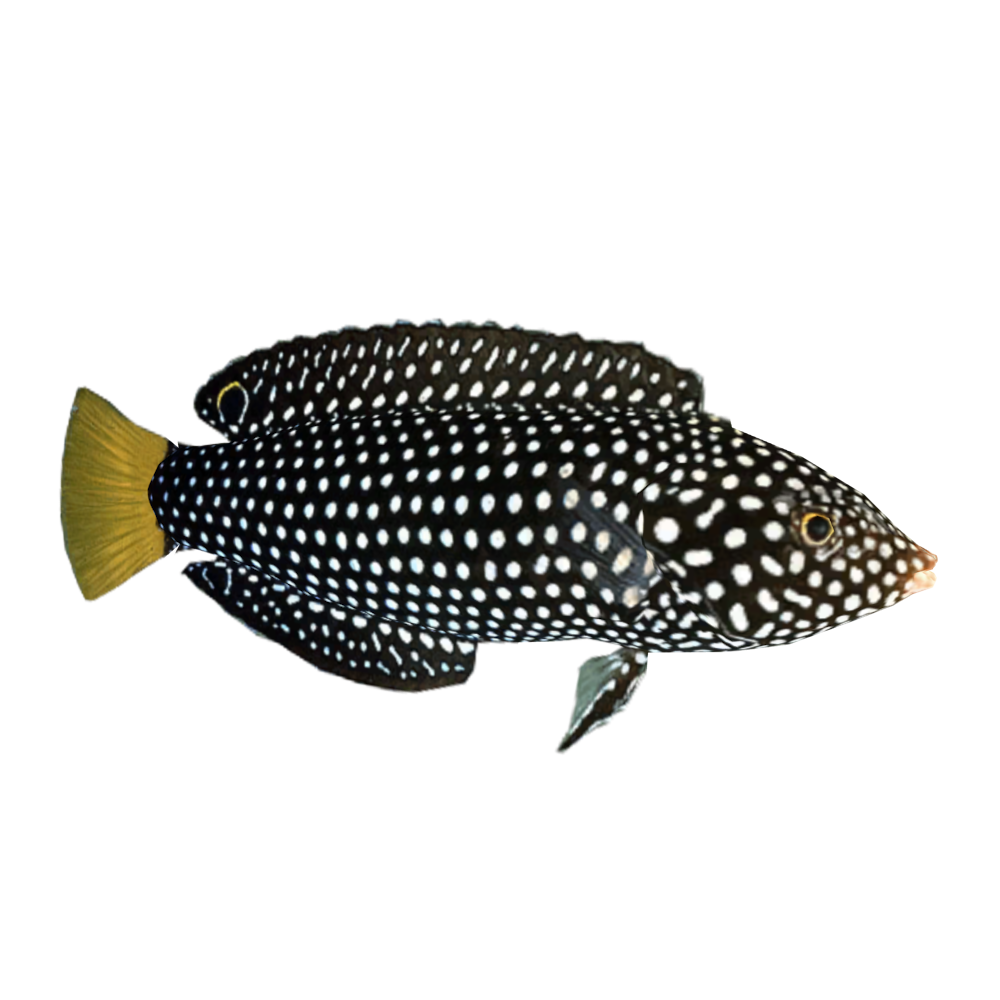 Yellow Tail Tamarin Wrasse