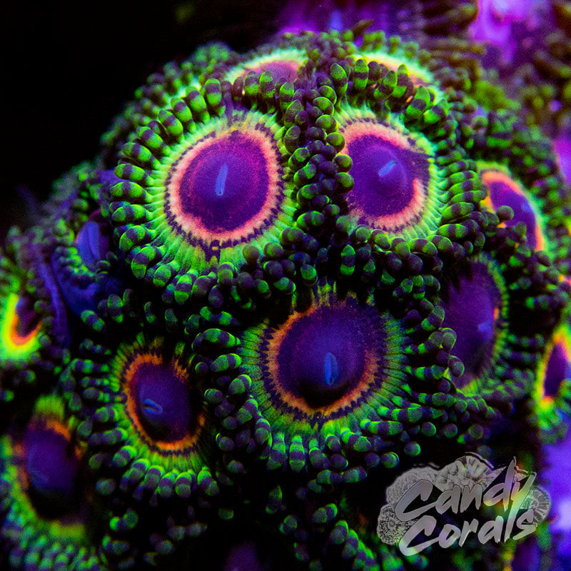 Little Shop of Horrors Zoanthid Per Polyp