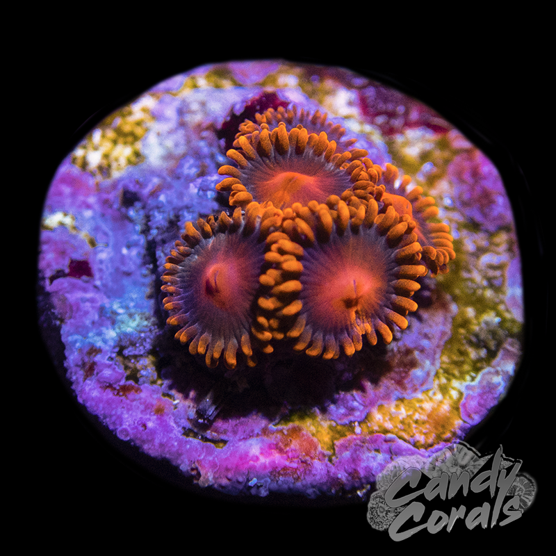Orange Bam Bam Zoanthid Frag Z43