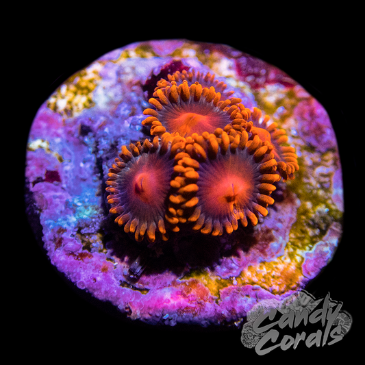 Orange Bam Bam Zoanthid Frag