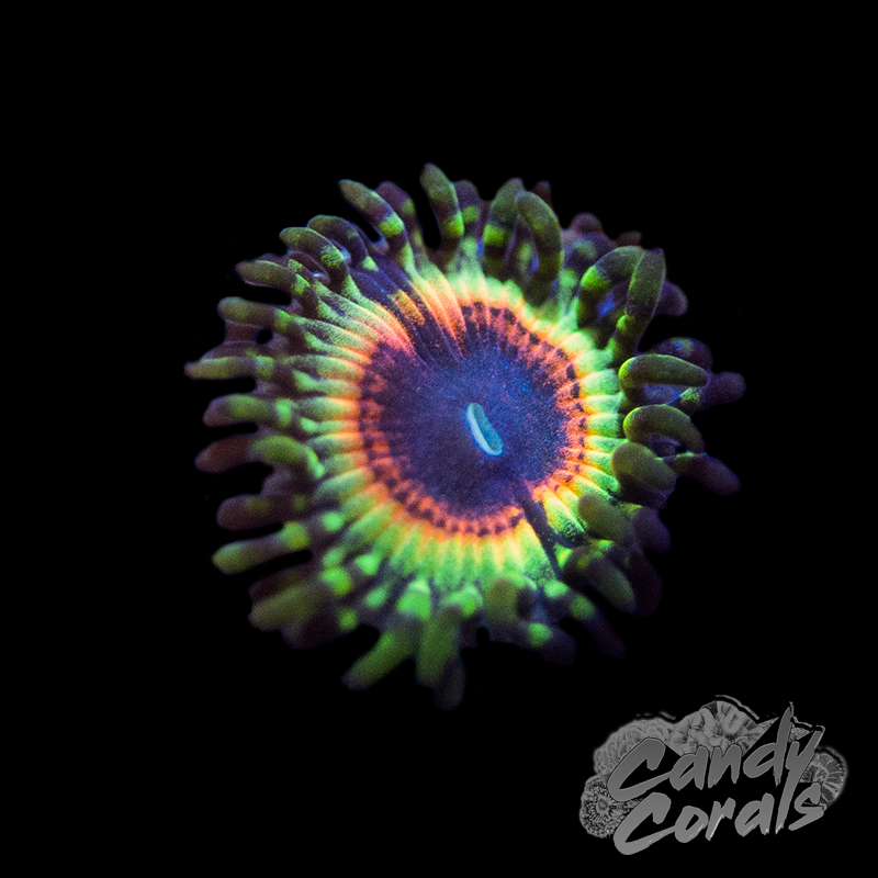Little Shop of Horrors Zoanthid Per Polyp