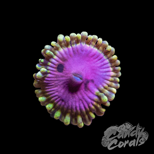 Pink Diamond Zoanthid Per Polyp