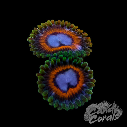 JF Fairy Tail Zoa Frag(2-3 polyps per frag) Z45