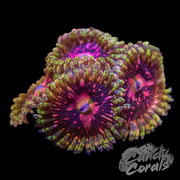 Space Chaos Zoanthid Per Polyp Z23 – Candy Corals
