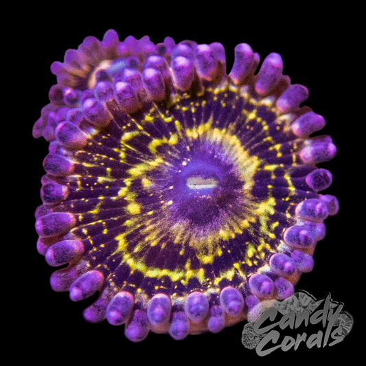 Stratosphere Zoanthid Per Polyp