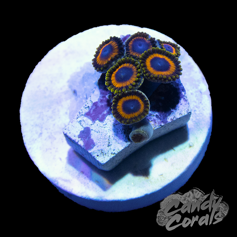 Jungle Juice Zoanthid Frag
