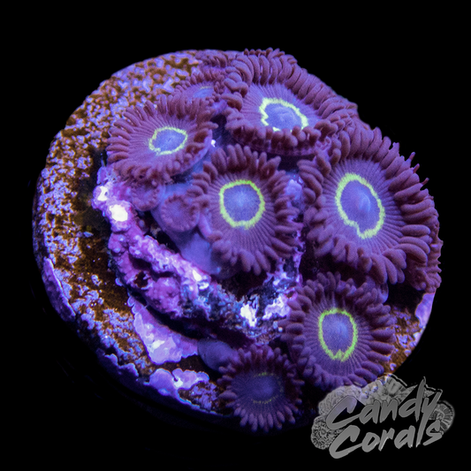 Black Hornet Zoanthid Frag