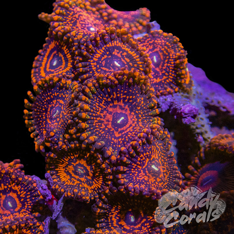 Rainbow Maul Palythoa Per Polyp