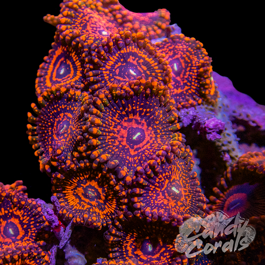 Rainbow Maul Palythoa Per Polyp