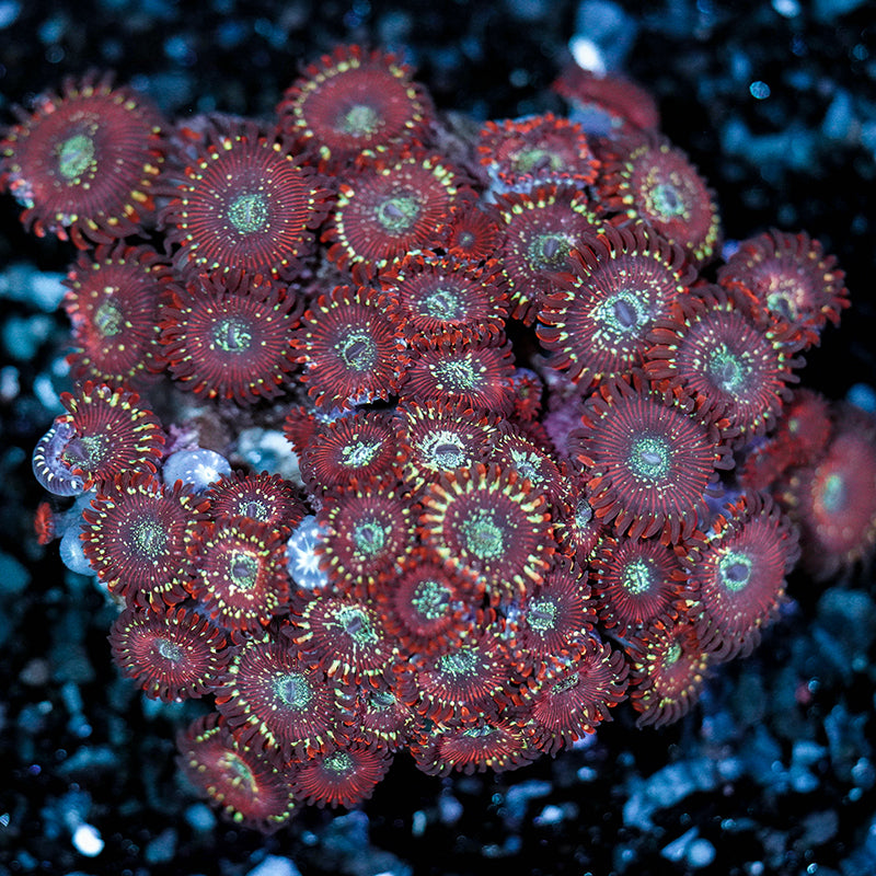 Salted Agave Palythoa Frag