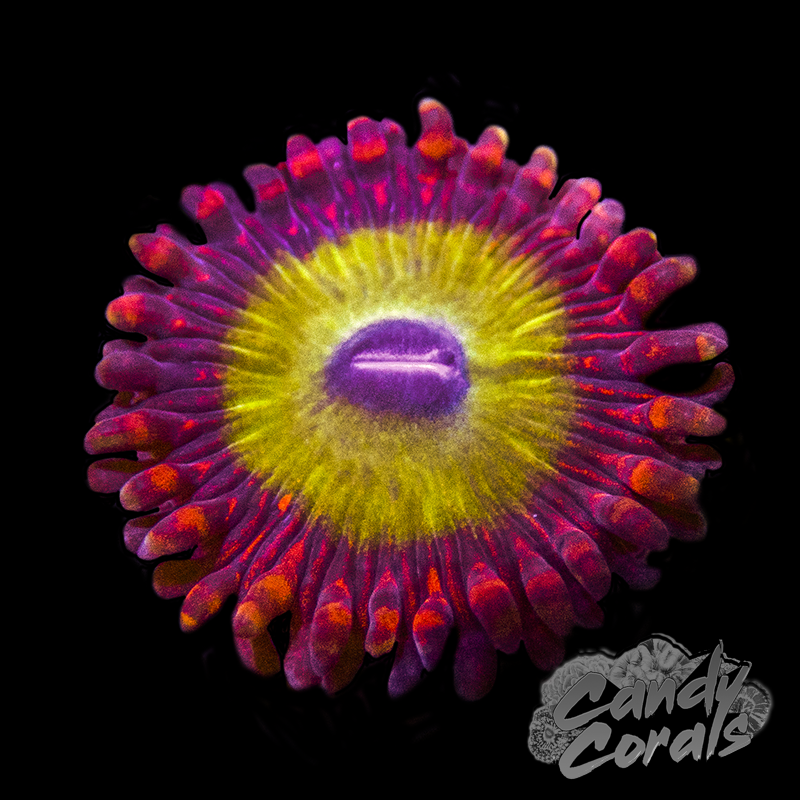 Candy Apple Red Palythoa frag Z62