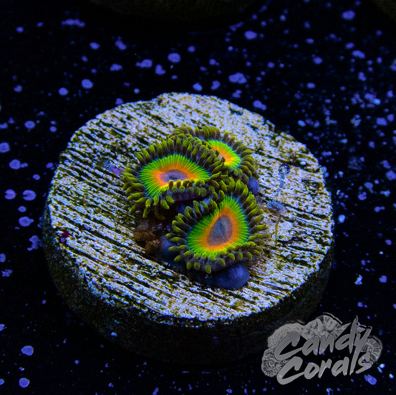 Rasta Zoanthid Frag