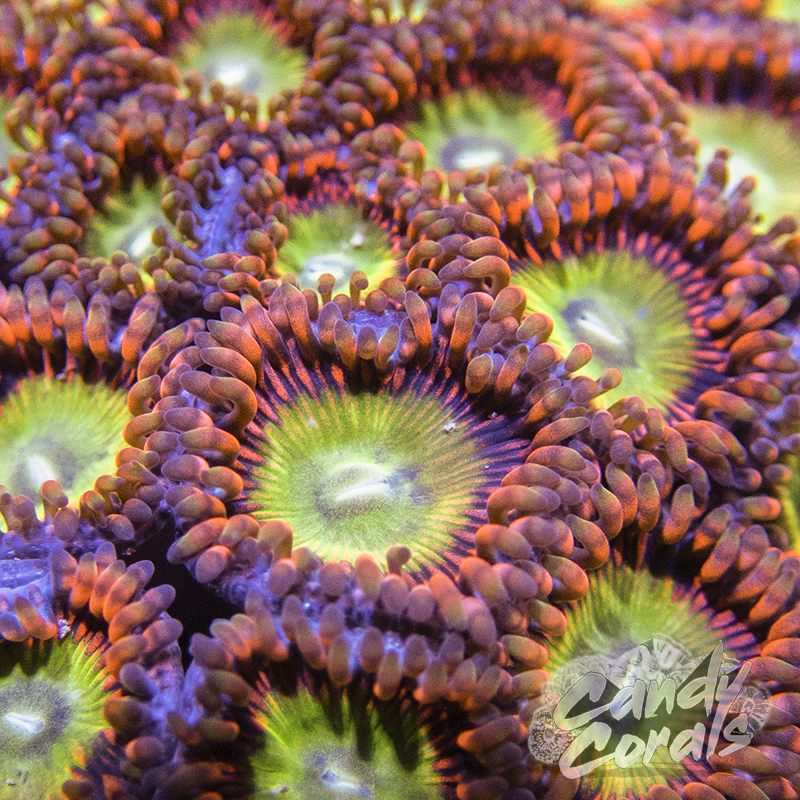 Candy Apple Red Palythoa Per Polyp