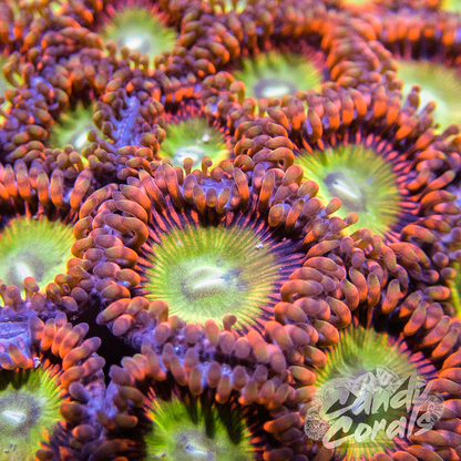 Candy Apple Red Palythoa Per Polyp